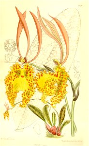 Psychopsis sanderae (as Oncidium sanderae) - Curtis' 137 (Ser. 4 no. 7) pl. 8374 (1911)