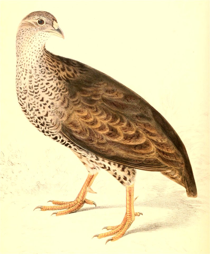 Pternistis natalensis natalensis 1838