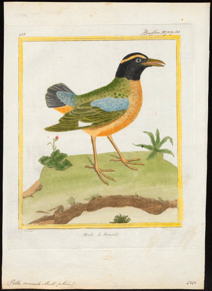 Pitta coronata - 1700-1880 - Print - Iconographia Zoologica - Special Collections University of Amsterdam - UBA01 IZ16400249