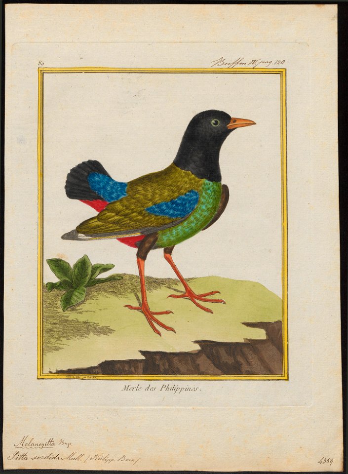 Pitta sordida - 1700-1880 - Print - Iconographia Zoologica - Special Collections University of Amsterdam - UBA01 IZ16400261