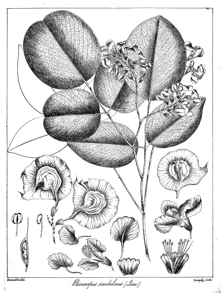 Pterocarpus santalinus Govindoo