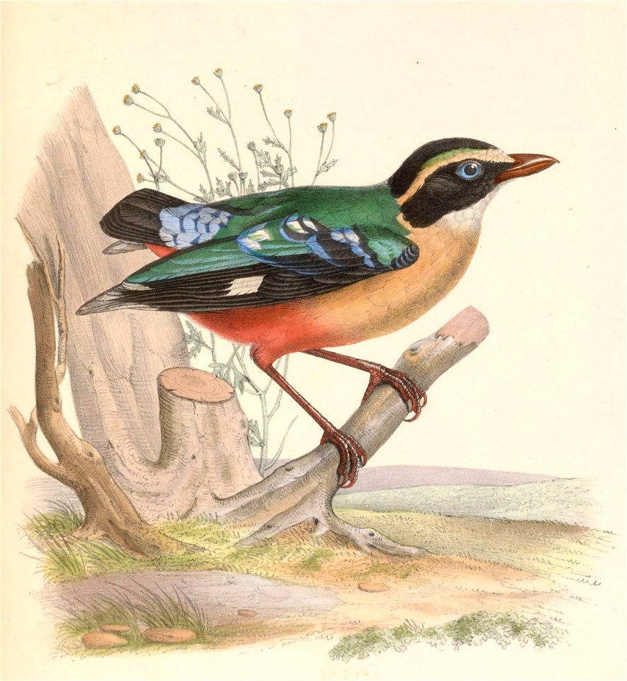 Pitta angolensis 1849