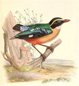 Pitta angolensis 1849. Free illustration for personal and commercial use.