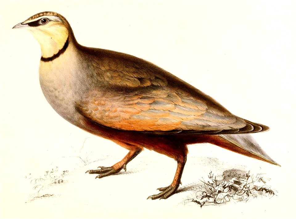 Pterocles gutturalis