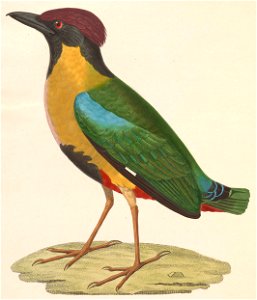 Pitta versicolor 1838