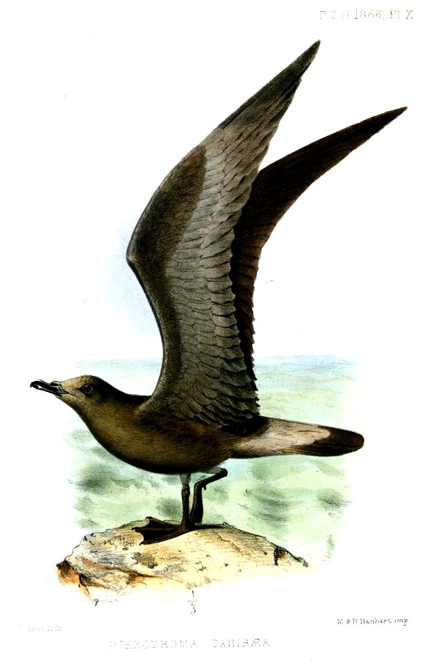 PterodromaCaribaeaSmit