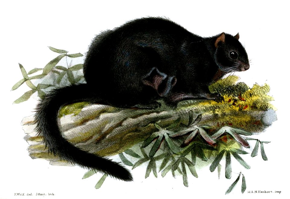 PteromysTephromelasWolf