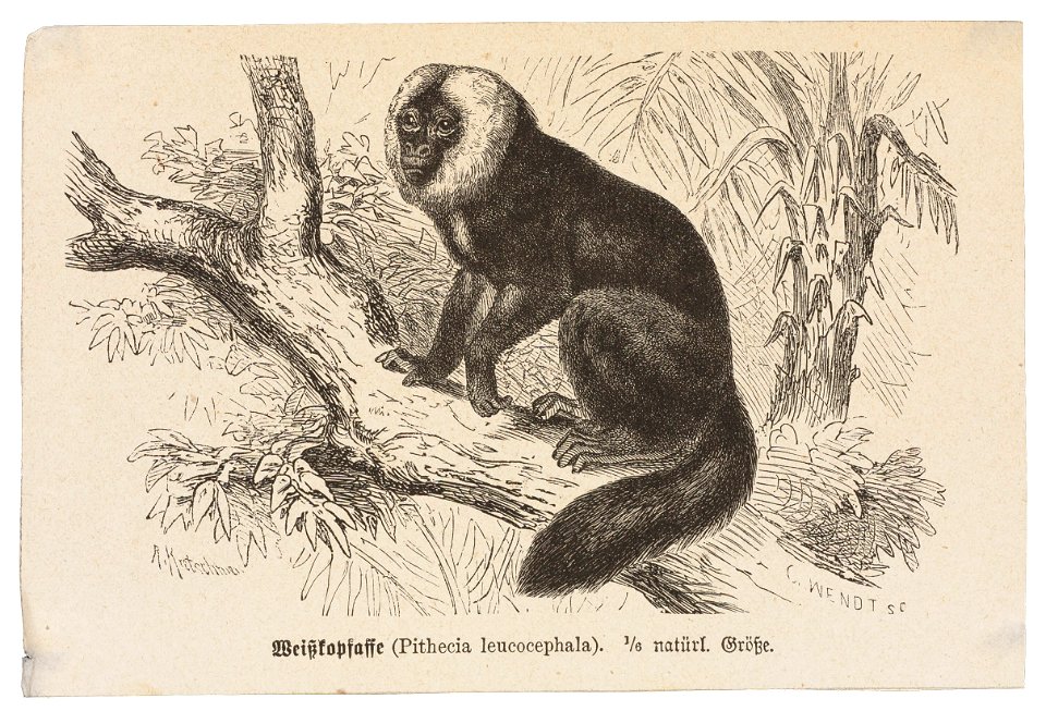 Pithecia leucocephala - 1700-1880 - Print - Iconographia Zoologica - Special Collections University of Amsterdam - UBA01 IZ20200232