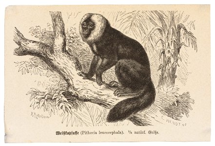 Pithecia leucocephala - 1700-1880 - Print - Iconographia Zoologica - Special Collections University of Amsterdam - UBA01 IZ20200232
