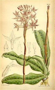 Pteroglossa euphlebia (as Spiranthes euphlebia) - Curtis' 109 (Ser. 3 no. 39) pl. 6690 (1883)