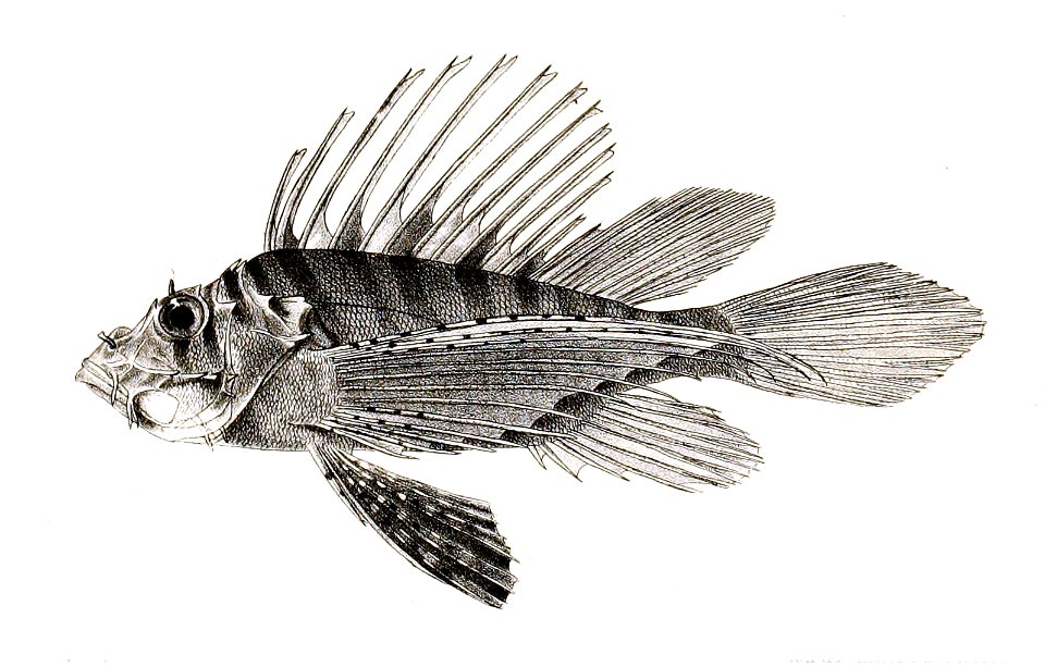 Pterois russellii Ford 36