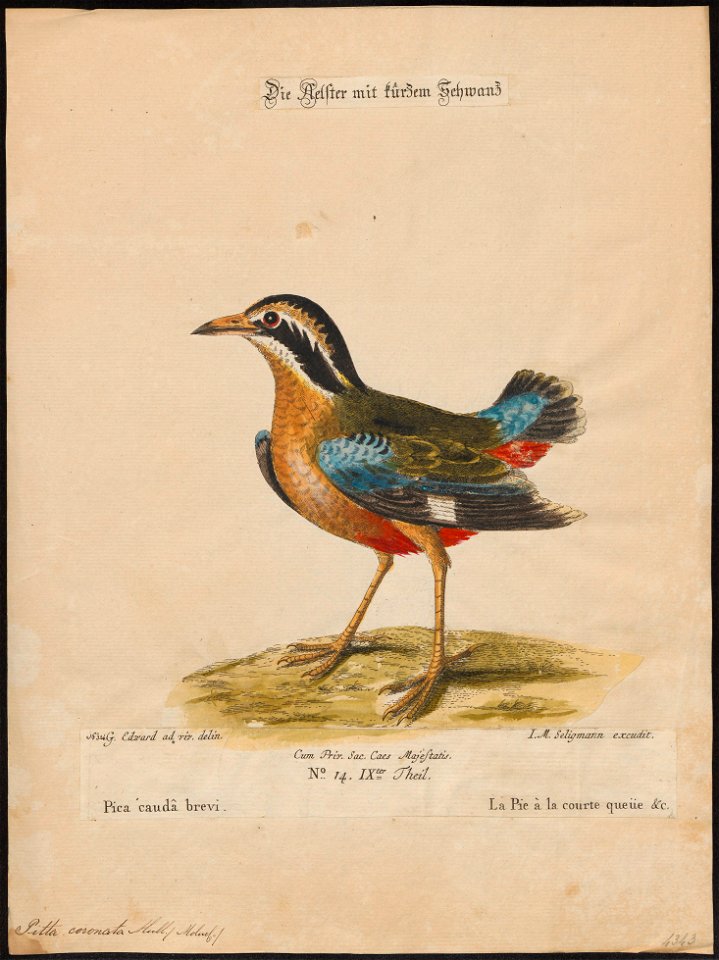 Pitta coronata - 1700-1880 - Print - Iconographia Zoologica - Special Collections University of Amsterdam - UBA01 IZ16400245