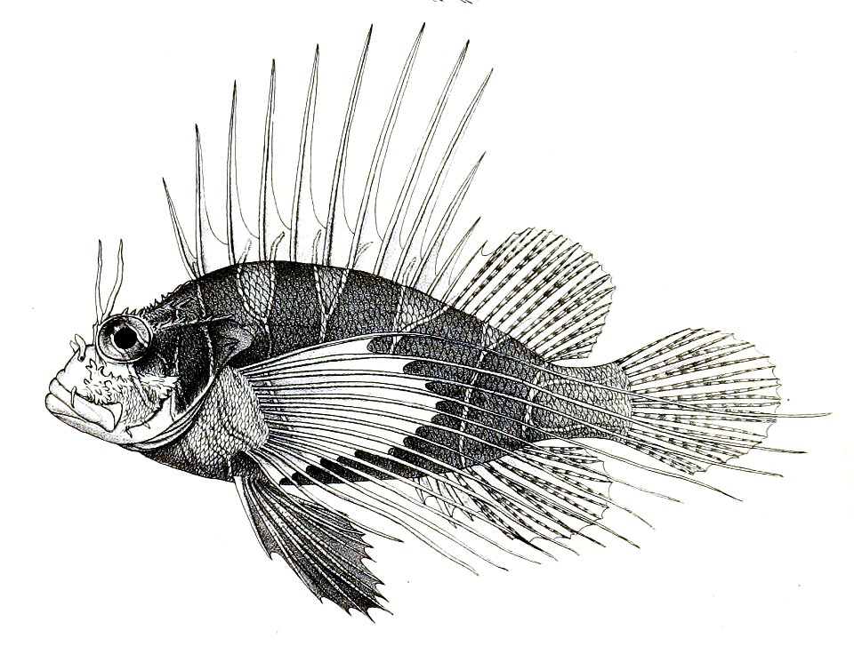 Pterois cincta Ford 37