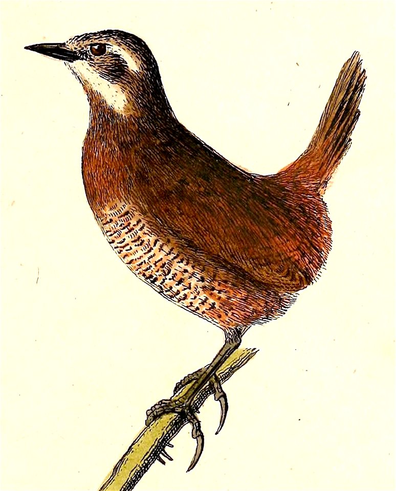 Pteroptochos megapodius 1832