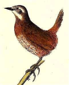 Pteroptochos megapodius 1832