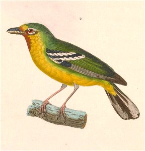 Pteruthius aenobarbus 1838