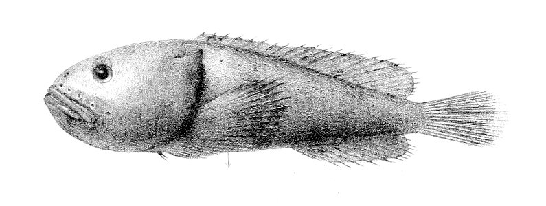 Psychrolutes inermis