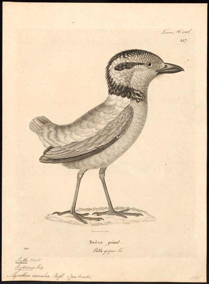 Pitta caerulea - 1700-1880 - Print - Iconographia Zoologica - Special Collections University of Amsterdam - UBA01 IZ16400265