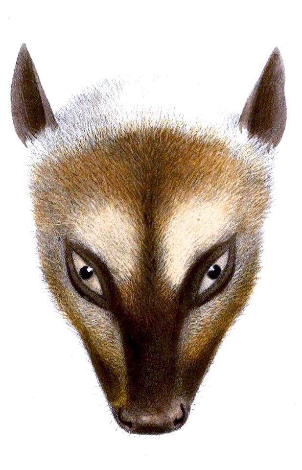 Pteropus neohibernicus neohibernicus Proceedings Smit 2