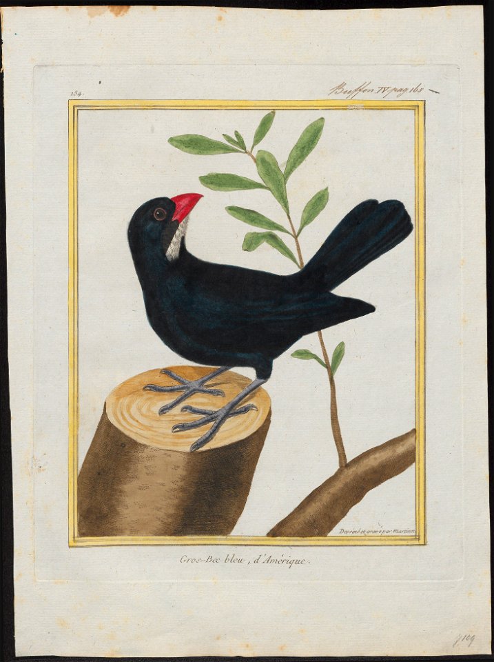 Pitylus grossus - 1700-1880 - Print - Iconographia Zoologica - Special Collections University of Amsterdam - UBA01 IZ15900401