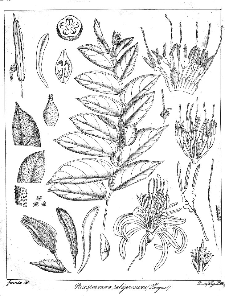 Pterospermum rubiginosum Govindoo