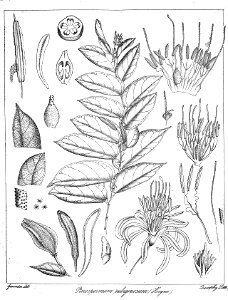 Pterospermum rubiginosum Govindoo