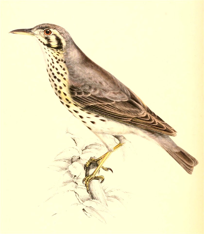 Psophocichla litsitsirupa 1838