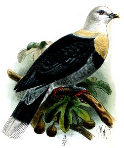 PtilinopusAlligatorKeulemans (cropped)