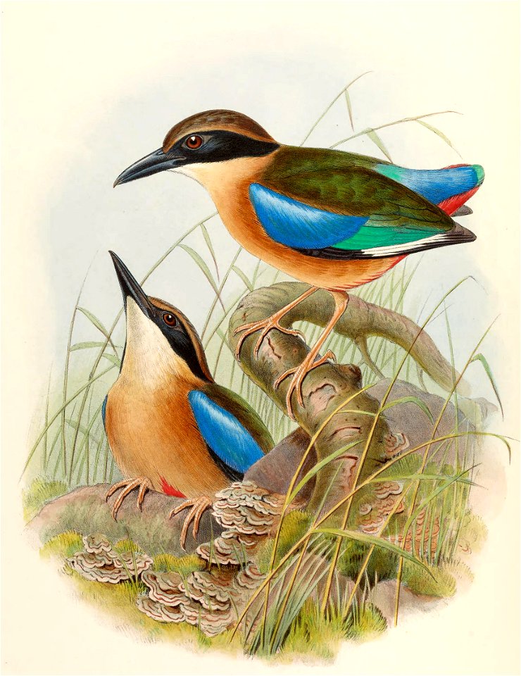 PittaMegarhychaGould
