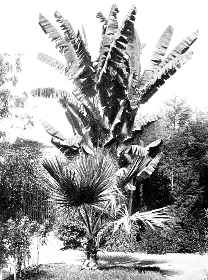 PSM V48 D834 Banana tree