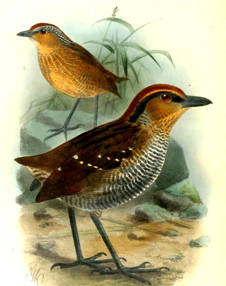 PittasomaRufopileatumKeulemans (cropped)
