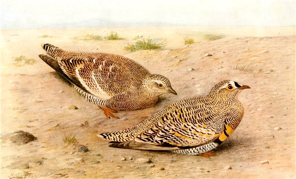 Pterocles lichtensteinii 1921
