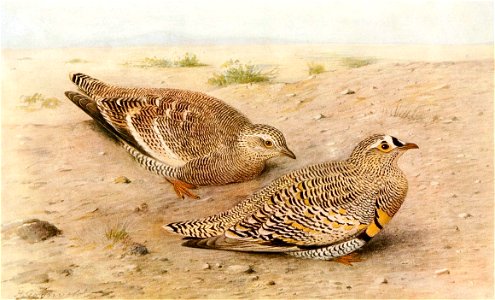 Pterocles lichtensteinii 1921