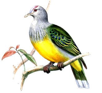 PtilonopusChrysogasterWolf (cropped)