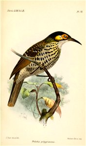 PtilotisPolygrammaSmit