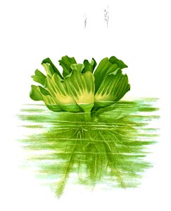 Pistia stratioites Blanco2.468-cropped