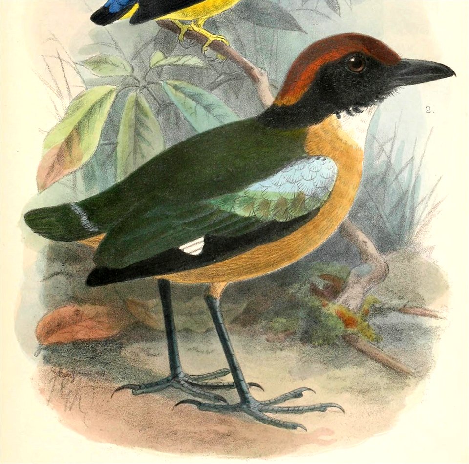 Pitta anerythra 1902