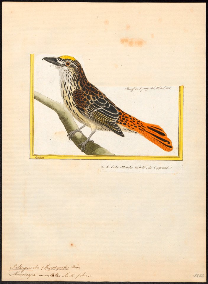 Pitangus maculatus - 1700-1880 - Print - Iconographia Zoologica - Special Collections University of Amsterdam - UBA01 IZ16500317