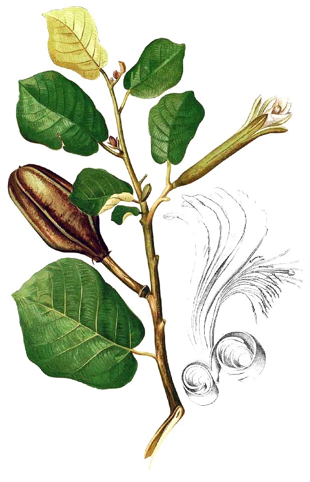 Pterospermum diversifolium Blanco1.182-cropped
