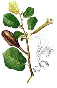Pterospermum diversifolium Blanco1.182-cropped