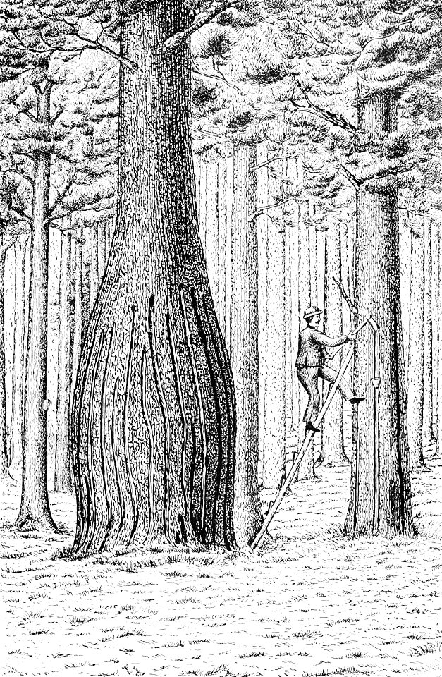 PSM V48 D521 French method of bleeding the trees