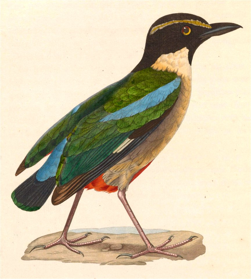 Pitta elegans 1838