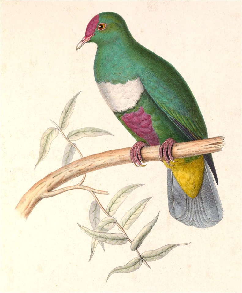 Ptilinopus rivoli 1849