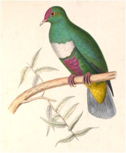 Ptilinopus rivoli 1849