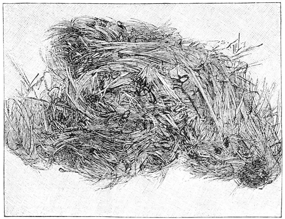 PSM V48 D387 Pele hairs from mauna loa vulcano hawaii