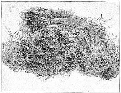 PSM V48 D387 Pele hairs from mauna loa vulcano hawaii