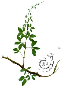 Pithecollobium dulce Blanco2.237-cropped