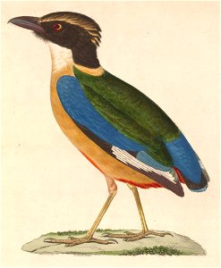 Pitta nympha 1838