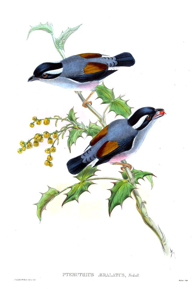PteruthiusAeralatusGould