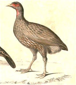 Pternistis afer cranchii Hardwicke